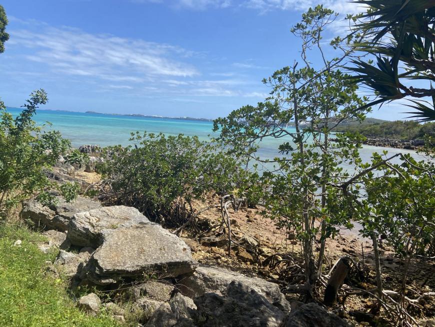 rocks brush and Bermuda sands